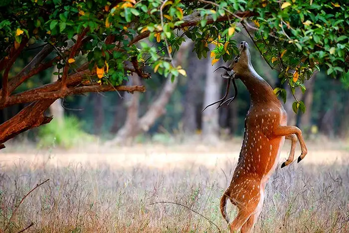 KaudullaSriLankaSafariepb0310