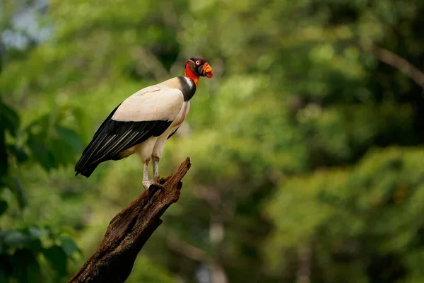 depositphotos 445127992 stock photo king vulture sarcoramphus papa big