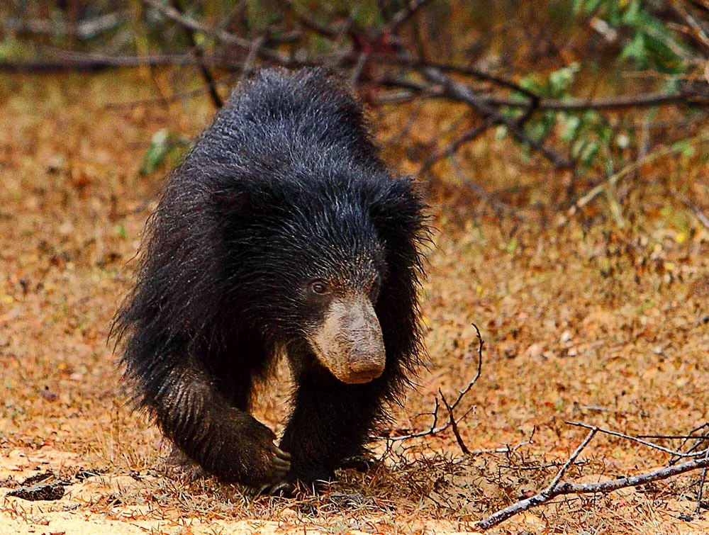 sloth bear